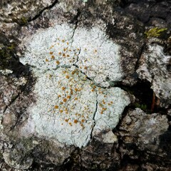 Brigantiaea leucoxantha