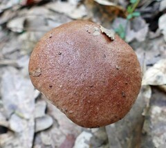 Aureoboletus auriporus