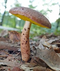 Aureoboletus auriporus