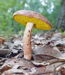 Aureoboletus auriporus