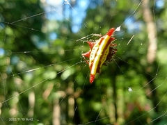 Gasteracantha