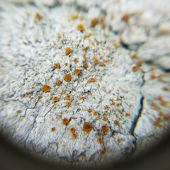 Brigantiaea leucoxantha