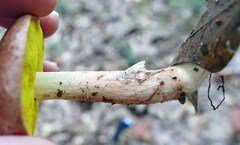 Aureoboletus auriporus