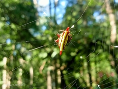 Gasteracantha
