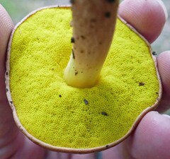 Aureoboletus auriporus