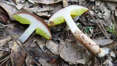 Aureoboletus auriporus