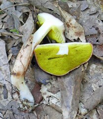 Aureoboletus auriporus
