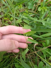 Convolvulus arvensis