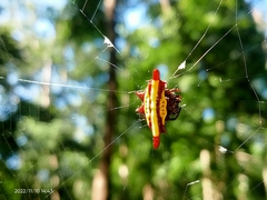 Gasteracantha