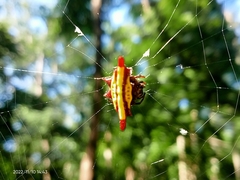 Gasteracantha