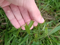 Convolvulus arvensis
