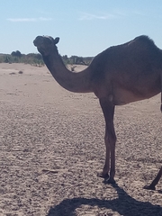 Camelus dromedarius