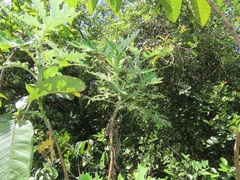 Berkheya bipinnatifida
