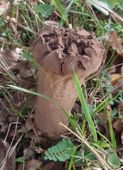 Lycoperdon excipuliforme