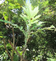 Berkheya bipinnatifida