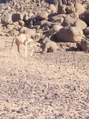 Camelus dromedarius