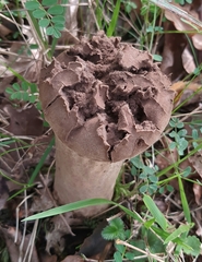 Lycoperdon excipuliforme