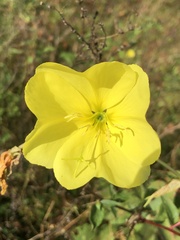 Oenothera grandiflora