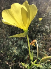 Oenothera grandiflora