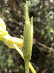 Oenothera grandiflora