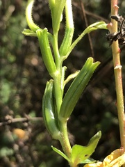 Oenothera grandiflora