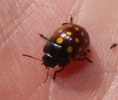 Chrysolina vigintimaculata