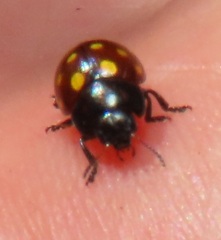 Chrysolina vigintimaculata
