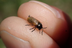 Labidostomis