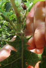 Berkheya bipinnatifida