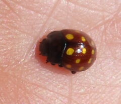Chrysolina vigintimaculata