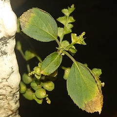 Acalypha indica