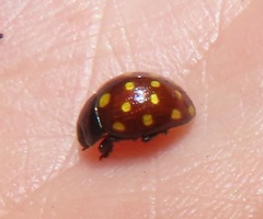 Chrysolina vigintimaculata
