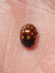 Chrysolina vigintimaculata