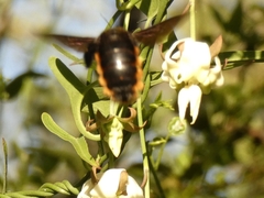 Xylocopa augusti
