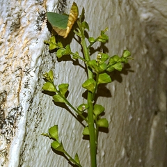 Acalypha indica