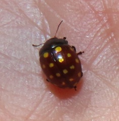 Chrysolina vigintimaculata
