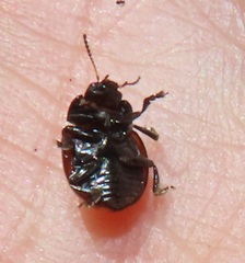 Chrysolina vigintimaculata