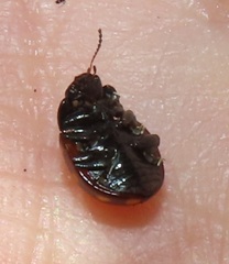 Chrysolina vigintimaculata