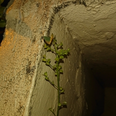 Acalypha indica