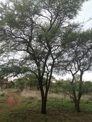 Vachellia karroo