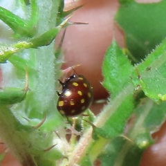 Chrysolina vigintimaculata