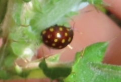 Chrysolina vigintimaculata