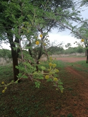 Vachellia karroo