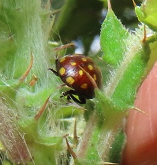 Chrysolina vigintimaculata