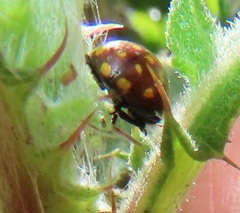 Chrysolina vigintimaculata