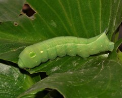 Hippotion celerio