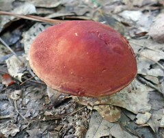 Phylloporus