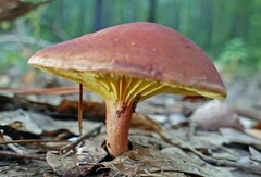 Phylloporus