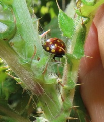 Chrysolina vigintimaculata