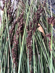 Elegia tectorum